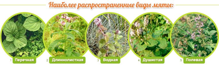 Виды мяты