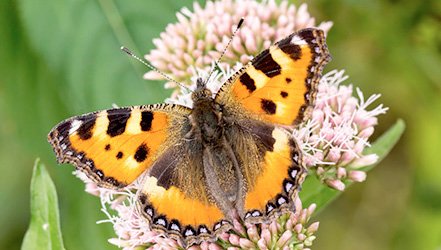 Крапивница-бабочка Aglais urticae