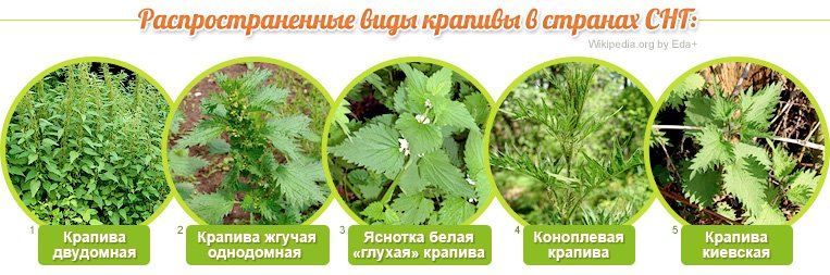 Виды крапивы: Крапива двудомная, Крапива двудомная (однодомная), Яснотка, Крапива конопляная, Крапива киевская