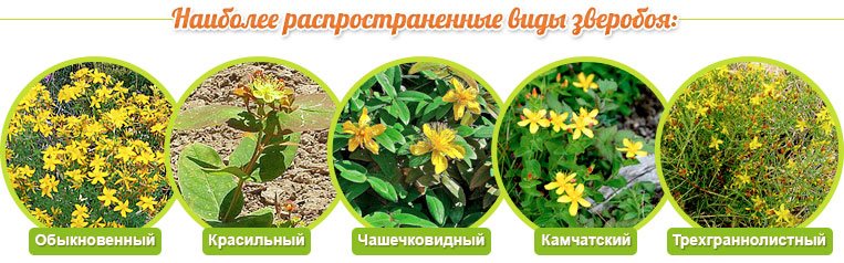 Виды зверобоя