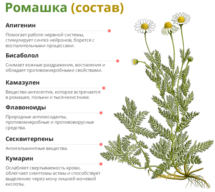 Композиция-ромашки