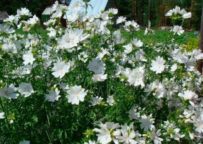 Мускусная мальва (Malva moschata)