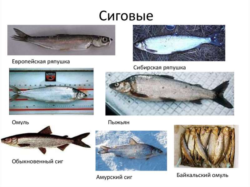 Виды белой рыбы, семейства форелевых