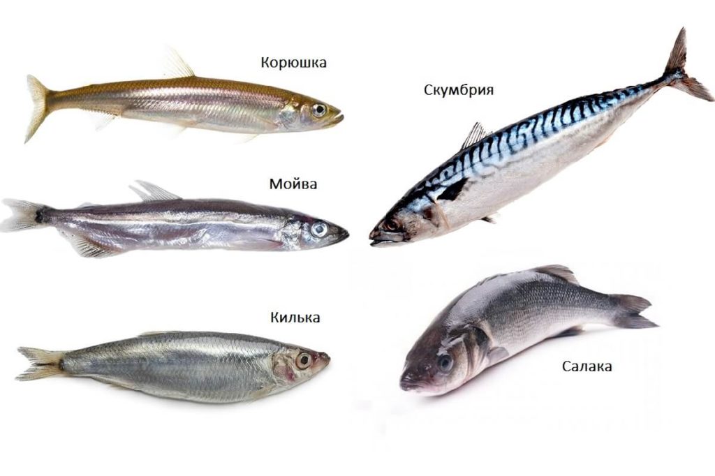 Внешний вид мойвы, корюшки, кильки, скумбрии и сельди