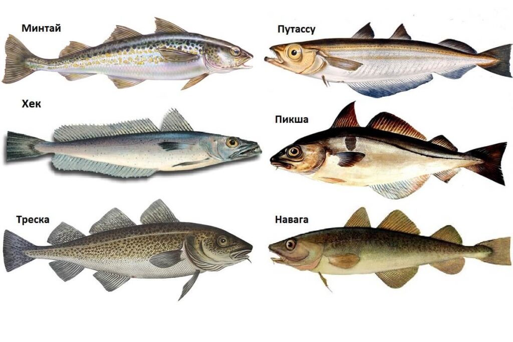 Отличия минтая от других рыб