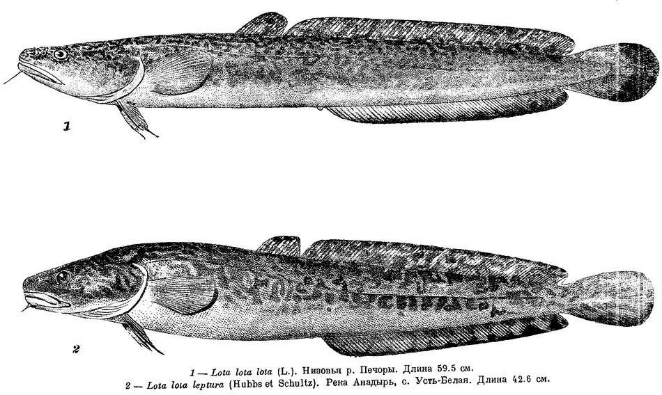 Обыкновенный и тонкохвостый налим