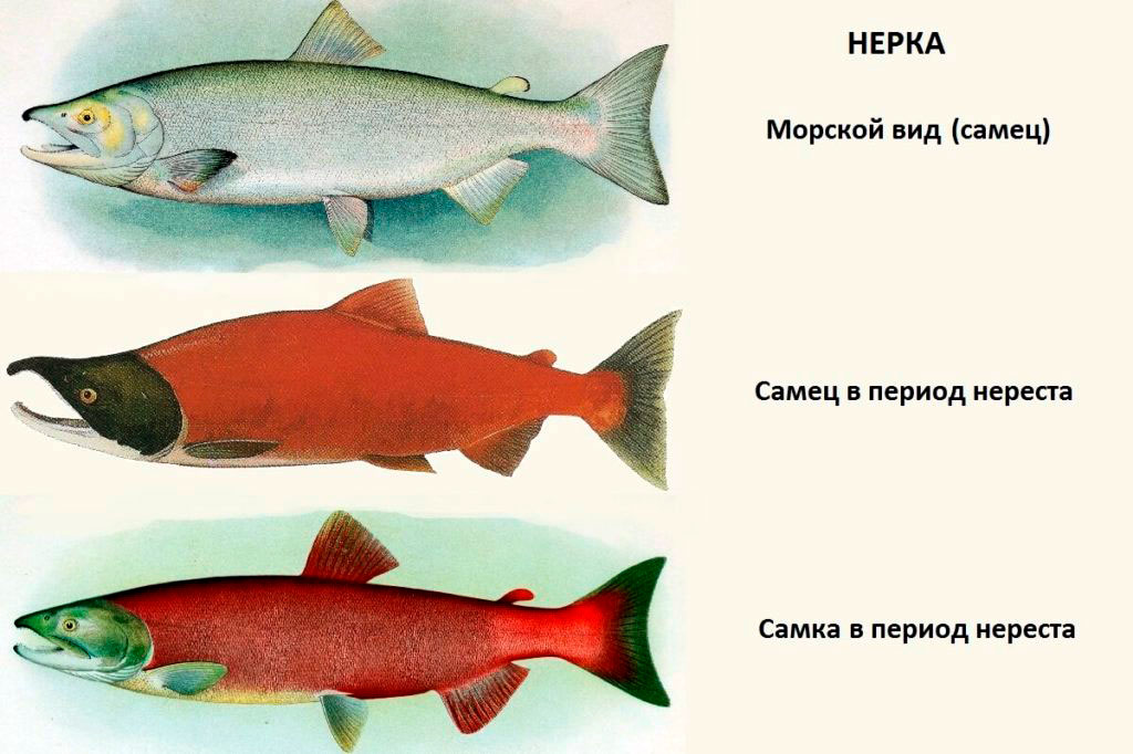 Отличия самок и самцов нерки морских и речных видов